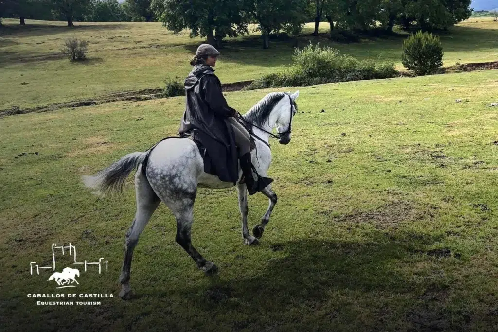 Página Web Caballos de Castilla